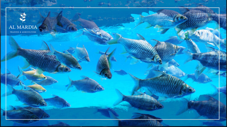 The Future Of Aquaculture