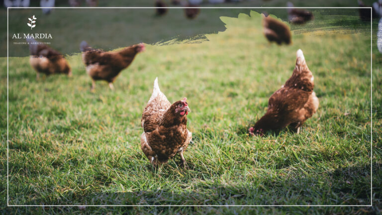 Tips You Need to Know about Birds and Feeding Method