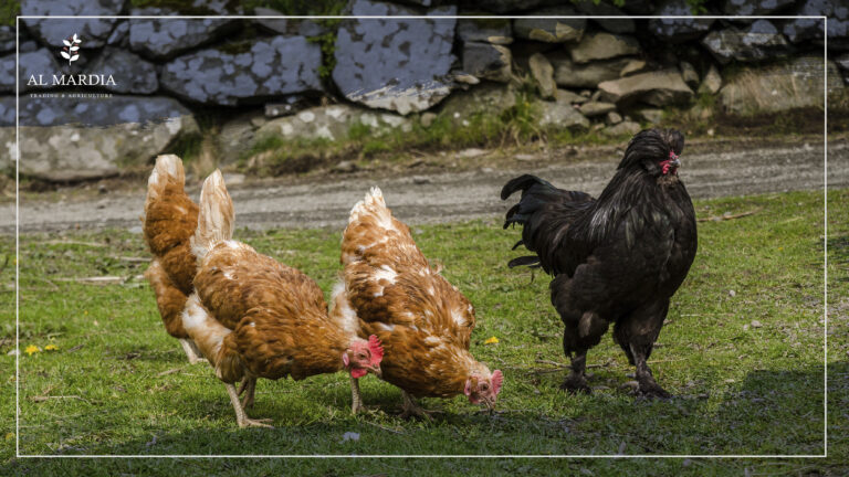 What Do Chickens Eat for a Regular Day