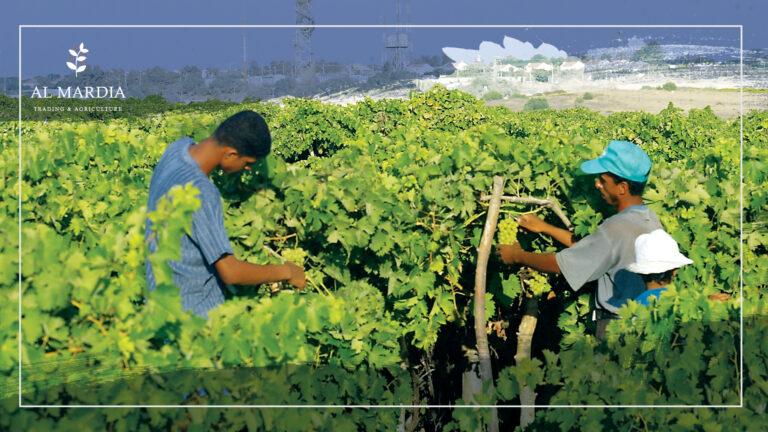 الزراعة .. في عالمنا العربي