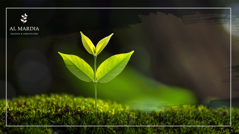 أساسيات الزراعة المستدامة