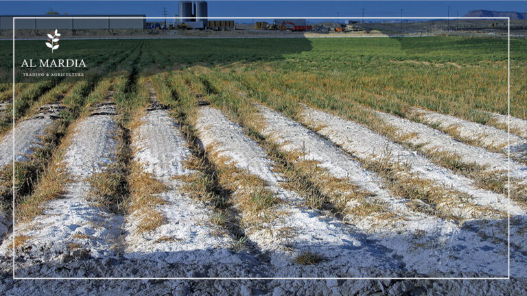 ملوحة التربة أسبابها