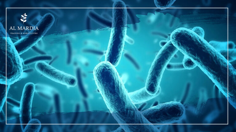 البكتريا النافعة