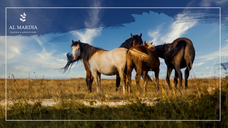 Basics About Horse Care