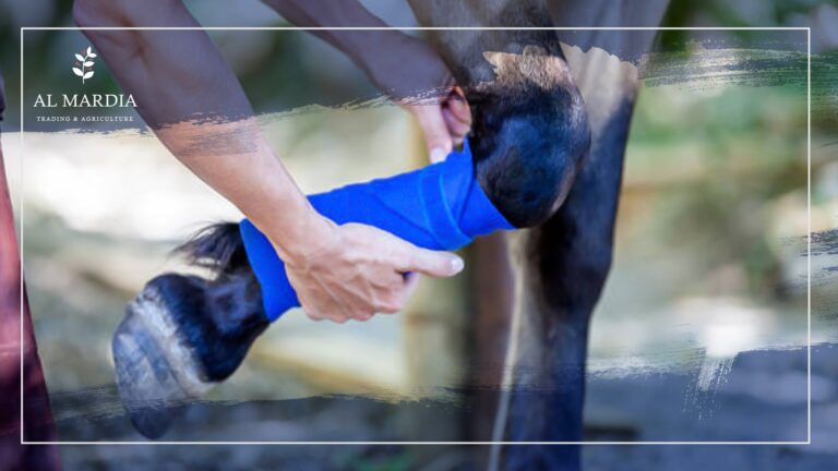 Do You Have a Horse Get a First Aid-Kit