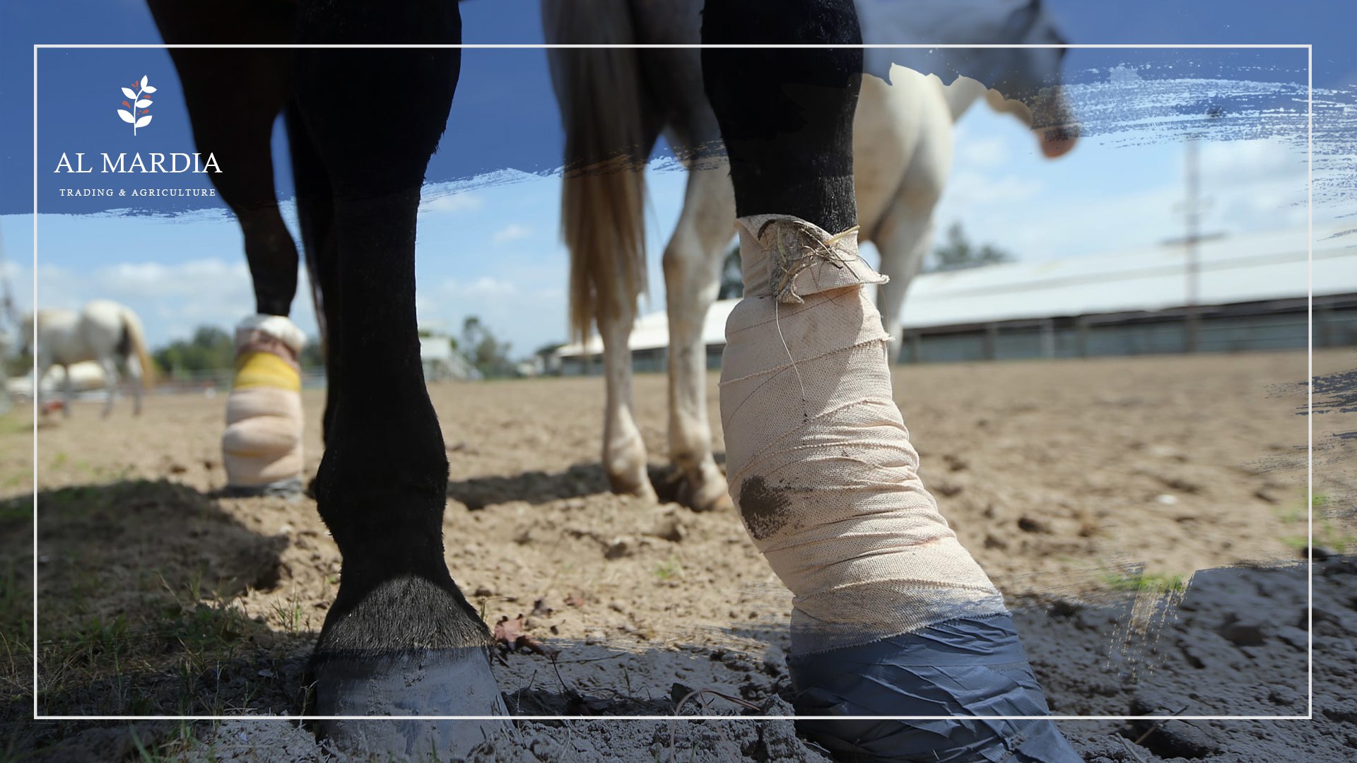 Learn about Horses and Leg Injuries