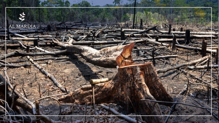 Let’s Protect Our Forests