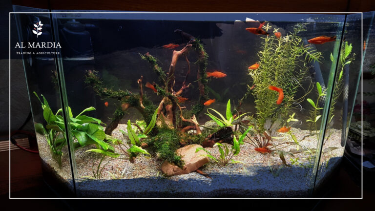 Fish tanks without algae!