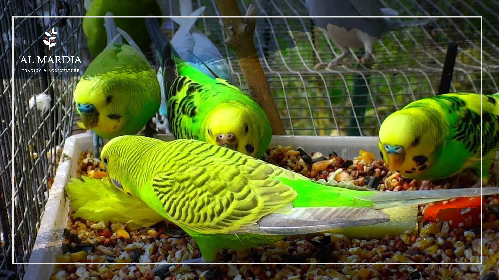 Чем кормить попугаев кроме корма. Попугаи волнистые попугайчики. Корм для волнистых попугайчиков. Попугаи птичий рынок попугаи. Что едят волнистые попугаи.