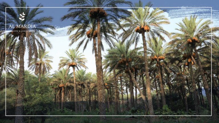 Better Date Palm Trees