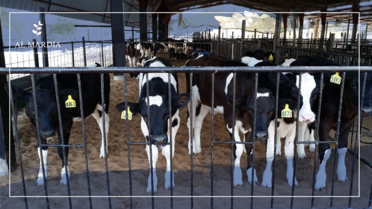 الإدارة المثلى لمزارع الأبقار