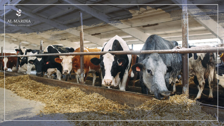 How to Improve Cattle Production?