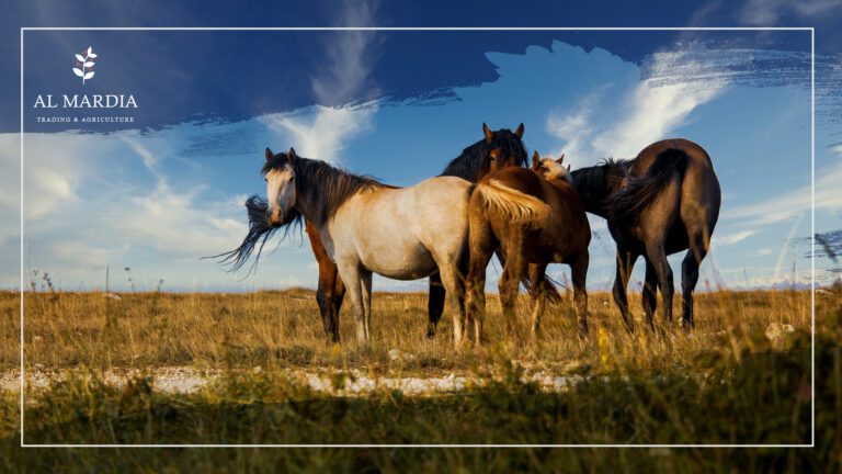 قبل أن تشتري حصانك الأول ..