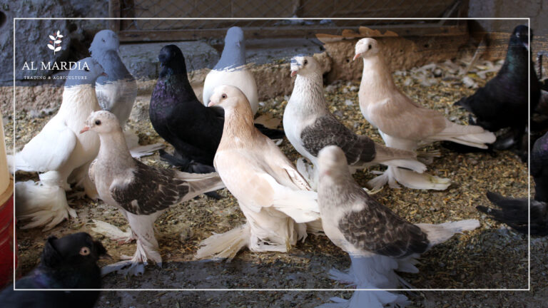 Birds And Respiratory Diseases 