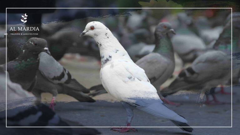 Common Pigeon Diseases