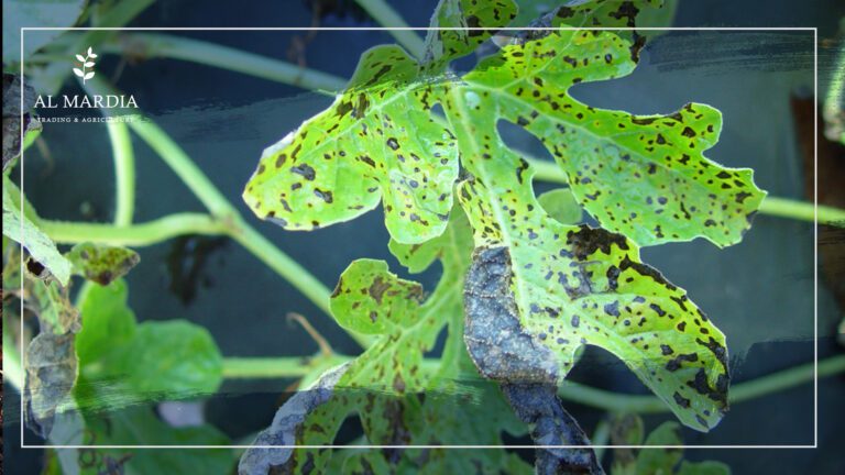 Downy Mildew Effects & Organic Solutions