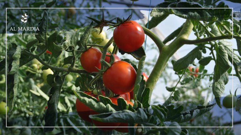 Growing Ripe Red Tomatoes
