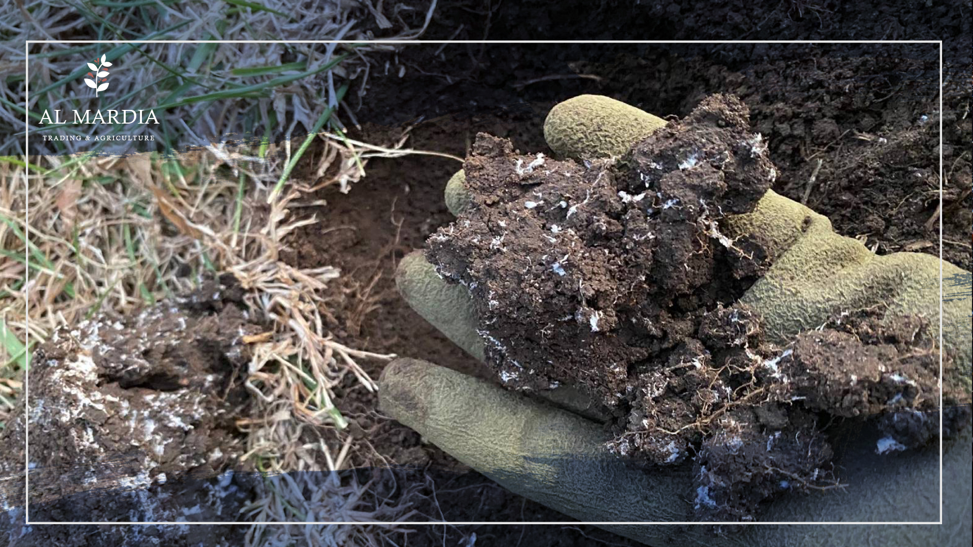 Mycorrhizal Fungi