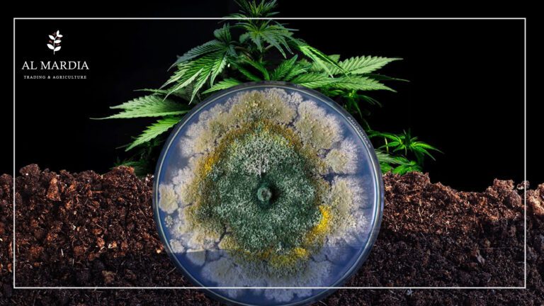 Trichoderma The Best Bio Fungicide 