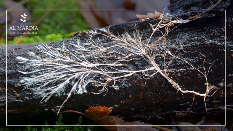 غطاء الملش و المايكورايزا