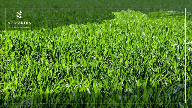 عشب أخضر وصحي