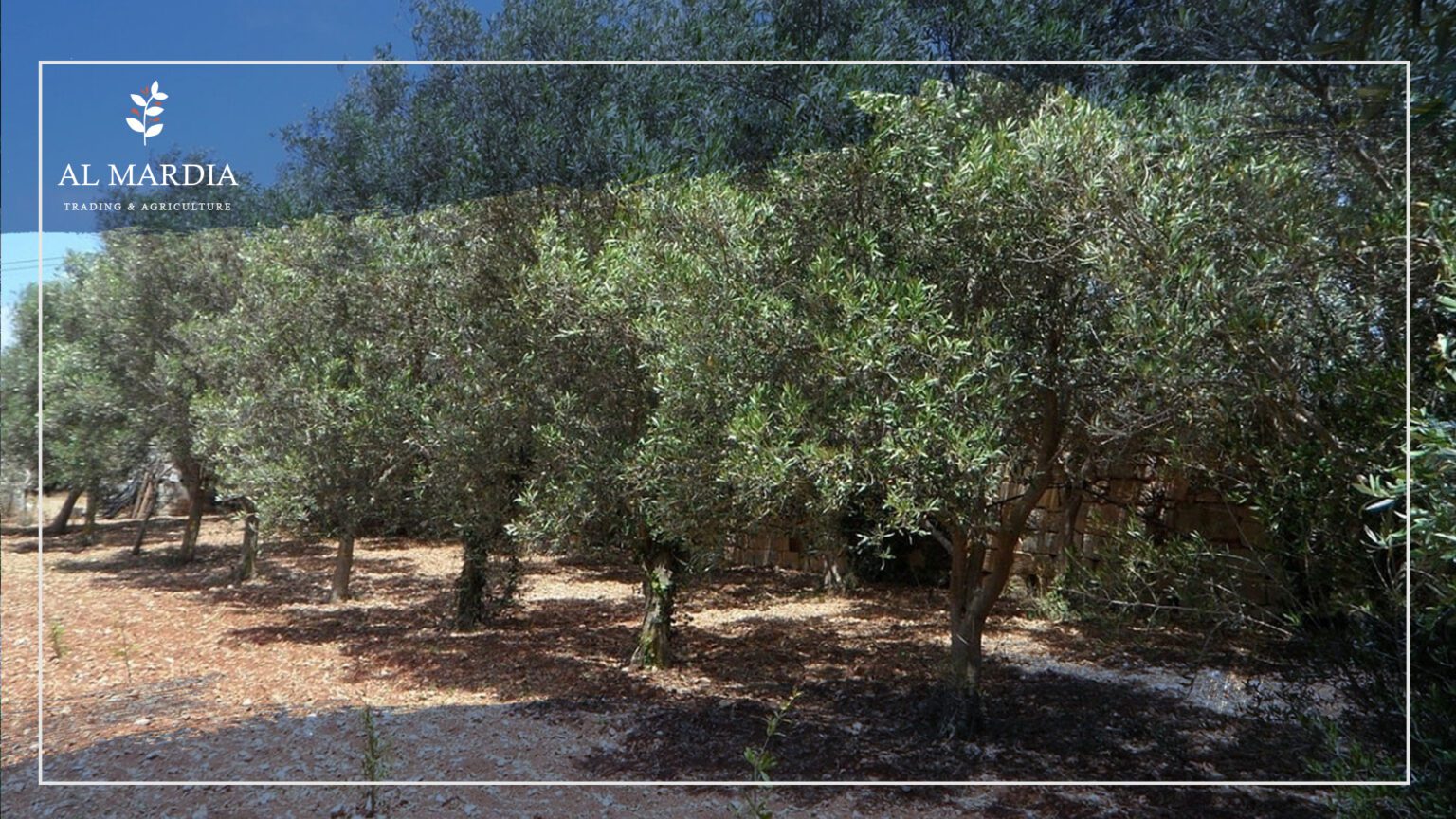 Basics of Olive Tree Care