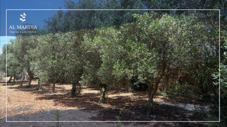 Olive Tree Care