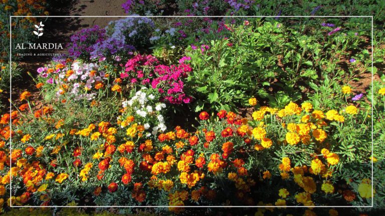 Beautiful Flower Garden