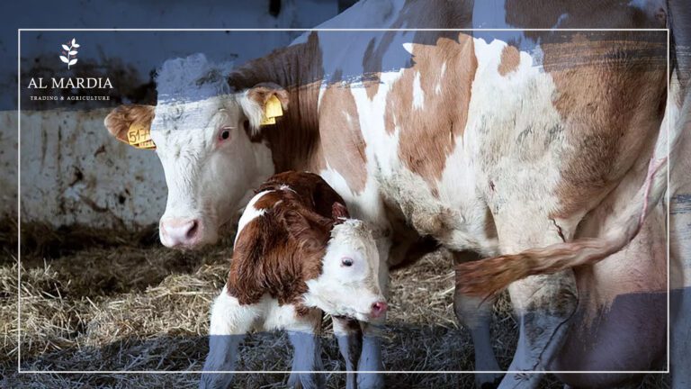 Cattle Fertility Improvement