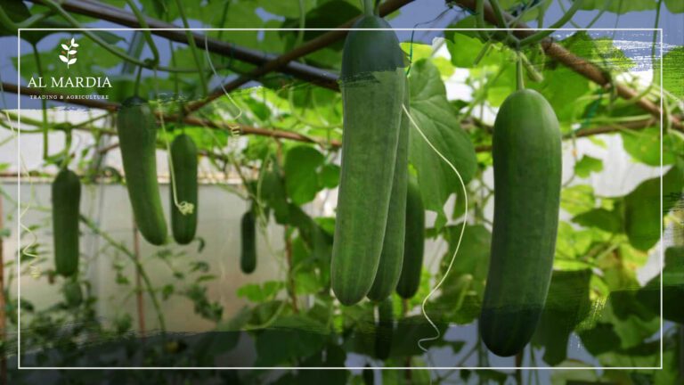 Grow Delicious Cucumbers