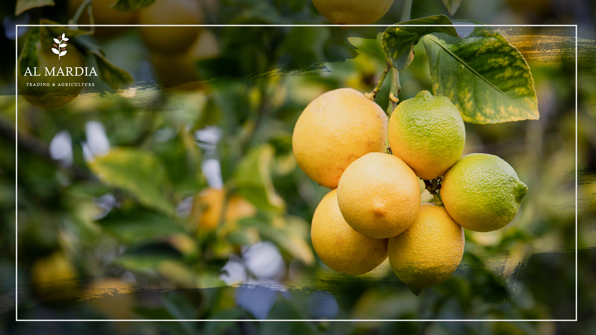 Grow Lemon Trees