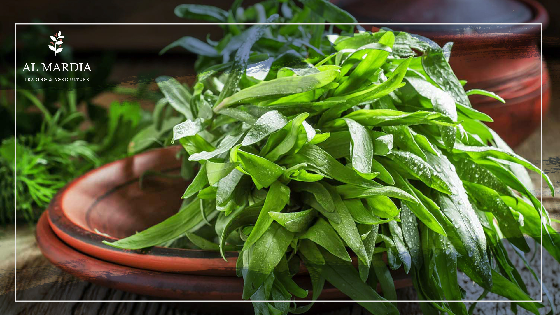 Growing Tarragon