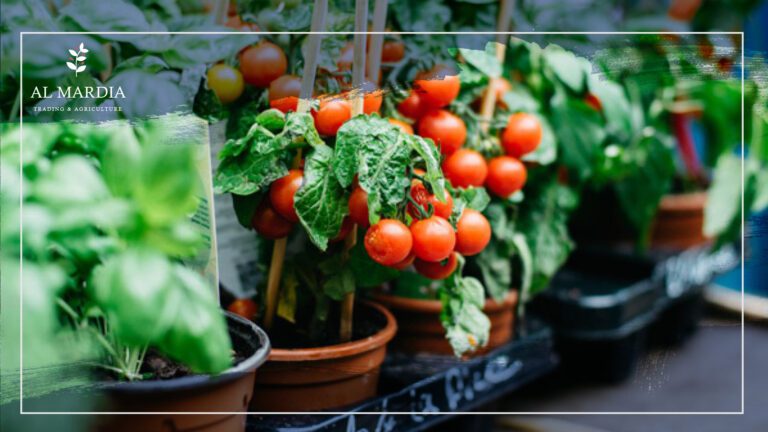 Growing Vegetables in Pots
