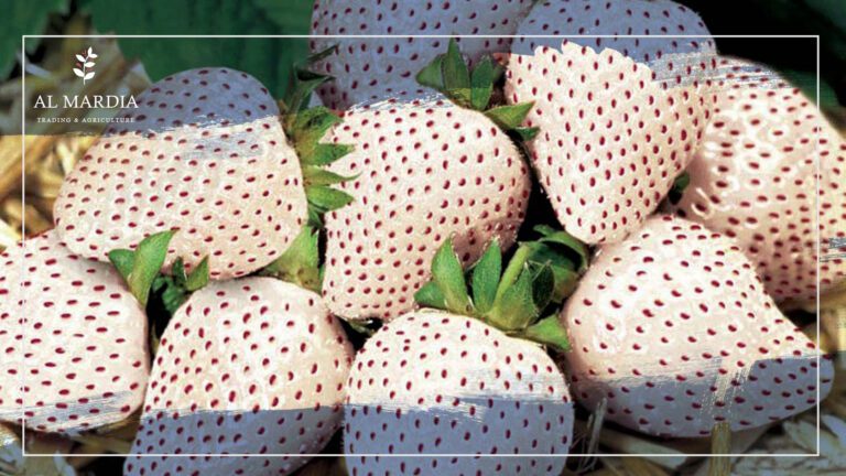 Pineberries Plants