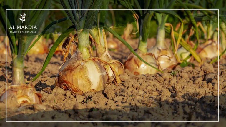 Planting and Harvesting Onions