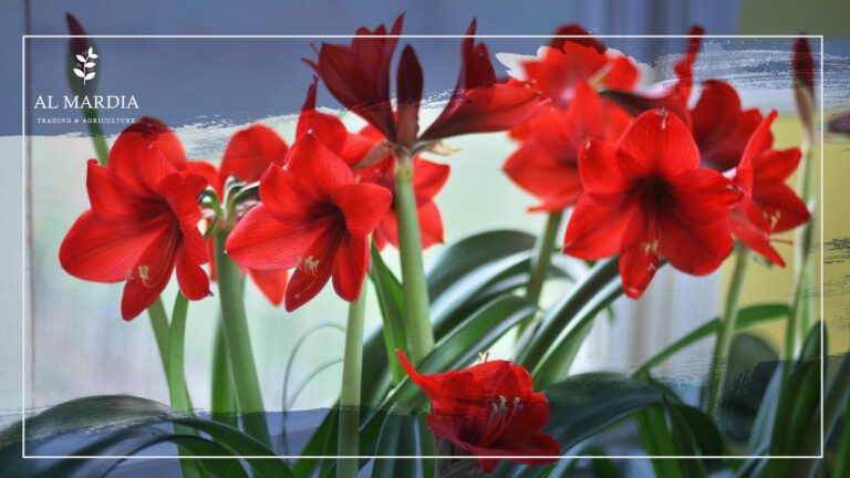 amaryllis flowers