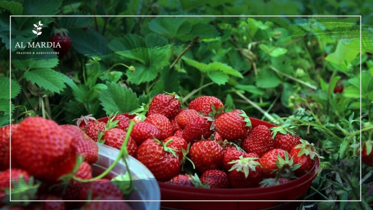 grow strawberries