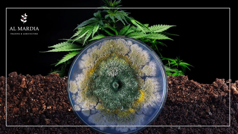 الترايكوديرما-من أفضل مبيدات الفطريات الحيوية