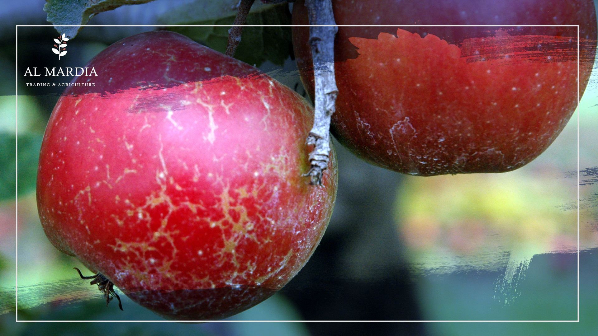 Red Delicious apples suck, so good thing they're no longer the  most-produced in American orchards.