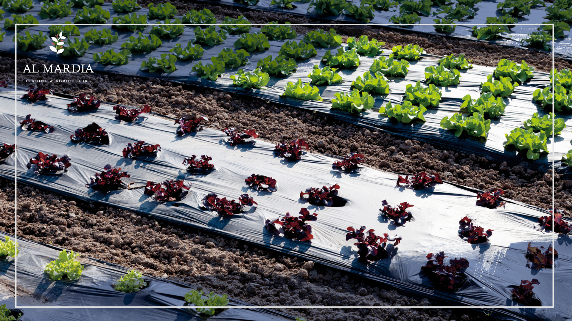 Soil Solarization
