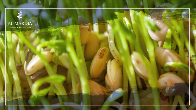 زراعة العدس