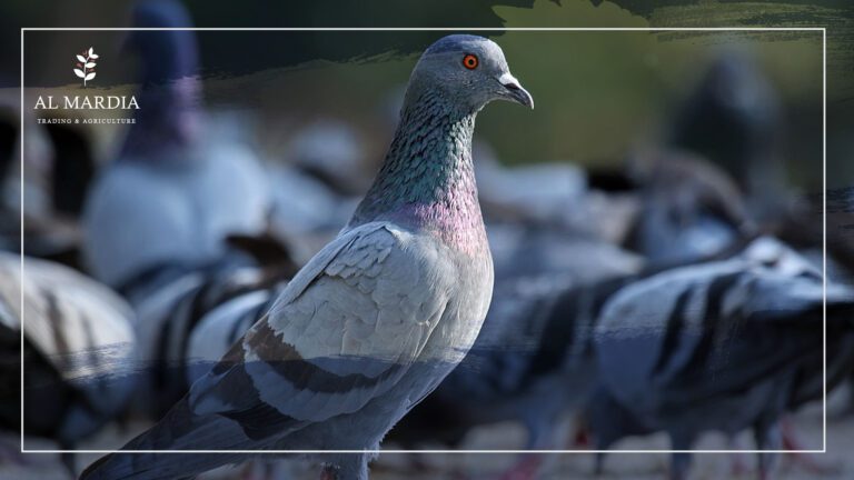انفلونزا الطيور.. متى يجب أن نقلق؟
