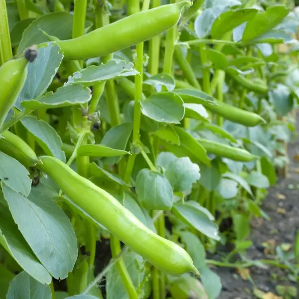 زراعة الفول السوداني والأخضر وموعد و طريقة زراعة الفول