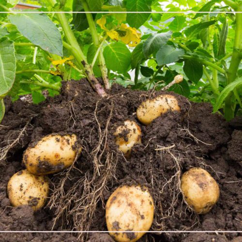 دليل زراعة البطاطس