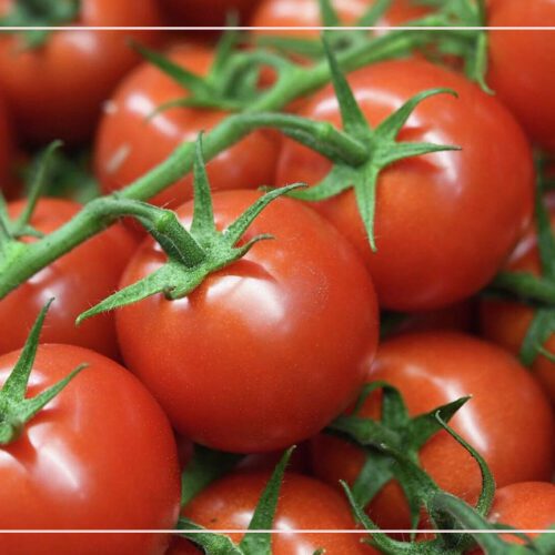 زراعة الطماطم