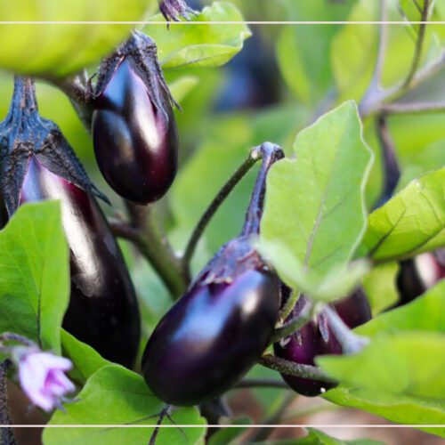 زراعة الباذنجان