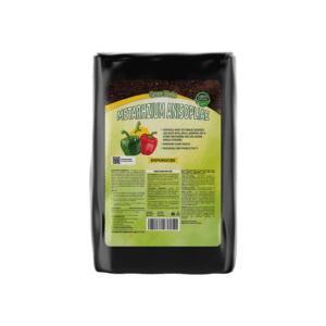 Metarhzium Anisopliae