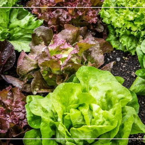 الدليل الشامل لزراعة الخس